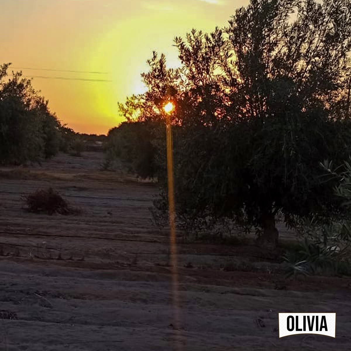 Olivar de La Yarada al atardecer